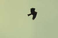 Milvus migrans
