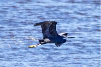 Egretta gularis