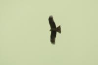 Milvus migrans