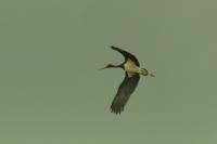 Ciconia nigra