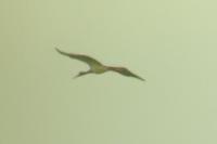 Ciconia nigra