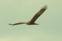 Circus aeruginosus