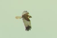 Circus aeruginosus