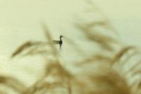 Anas platyrhynchos