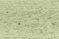 Podiceps cristatus