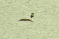 Podiceps cristatus