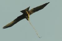 Milvus migrans