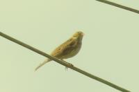 Emberiza calandra