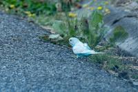 Melopsittacus undulatus