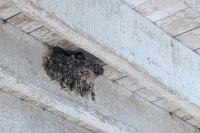 Hirundo rustica