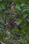 Erithacus rubecula