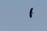 Haliaeetus albicilla