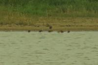 Gallinago gallinago