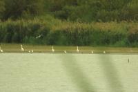 Bubulcus ibis