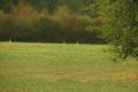 Bubulcus ibis