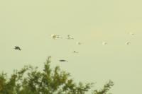 Ardea alba