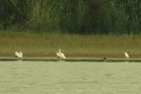 Ardea alba
