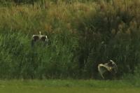 Ardea cinerea