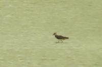 Vanellus vanellus