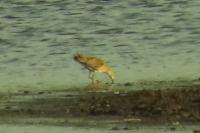 Calidris pugnax