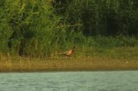 Phasianus colchicus