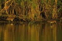 Gallinago gallinago