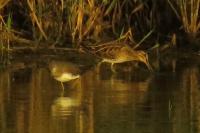 Gallinago gallinago