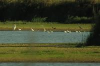 Ardea alba
