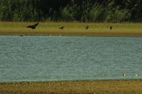 Corvus corone