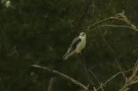 Elanus caeruleus