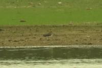 Gallinago gallinago