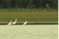 Egretta garzetta