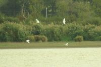 Bubulcus ibis