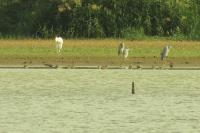 Ardea cinerea