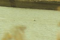 Chroicocephalus ridibundus