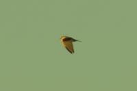 Elanus caeruleus