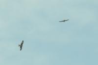 Milvus milvus