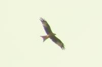 Milvus milvus