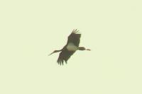 Ciconia nigra