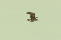Pandion haliaetus