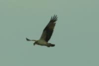 Pandion haliaetus