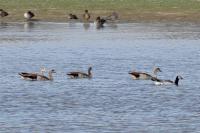 Branta leucopsis