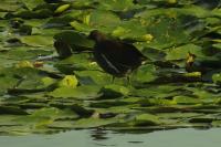 Gallinula chloropus