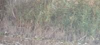 Alcedo atthis