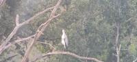 Ardea cinerea