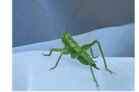 Tettigonia viridissima