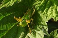 Tettigonia viridissima
