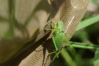 Leptophyes punctatissima