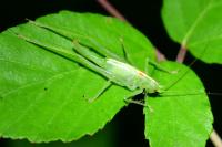 Meconema meridionale
