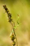Mantis religiosa
